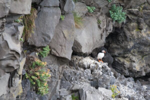 Puffin o pulcinella di mare