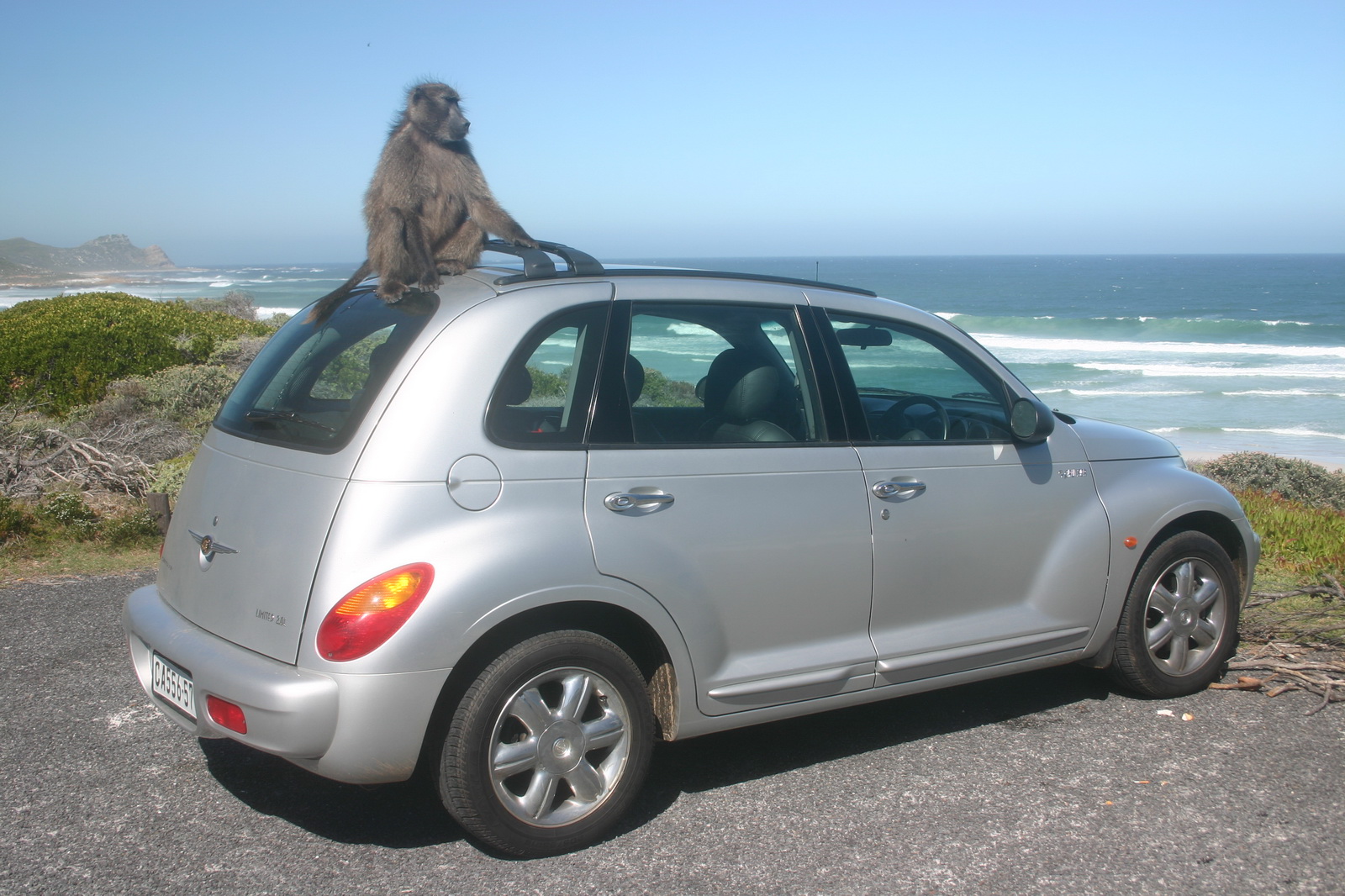 Città del Capo, sulla Tavola comandano i babbuini