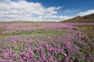 Non si incontra anima viva lungo la F26 Sprengisandur ma ovunque ci sia acqua la natura esplode in mille colori