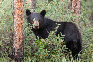 Orso nero