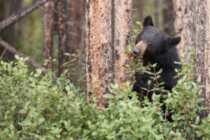 Orso nero