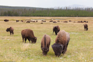 Bisonti, Grand Loop Road, Yellowstone National Park