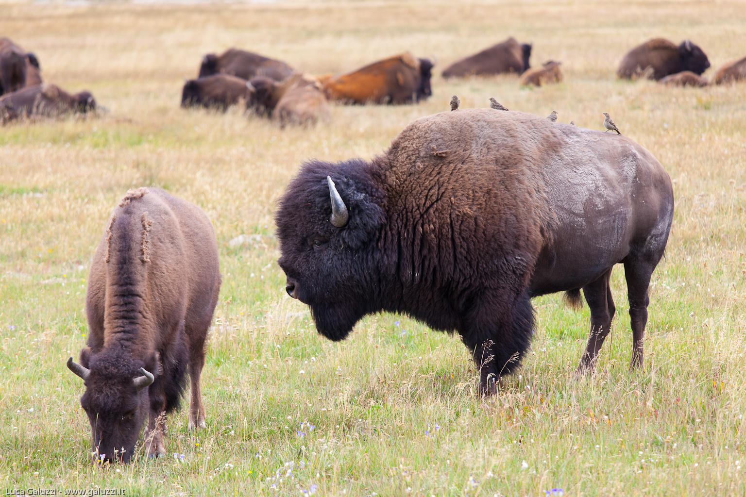 Il bisonte un tempo vagava per tutto il Nord America in vaste mandrie