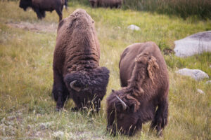 Bisonti nella Lamar Valley, Yellowstone NP