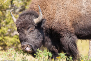 Bisonte nella Lamar Valley, Yellowstone NP