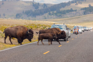 Bisonti nella Lamar Valley, Yellowstone NP