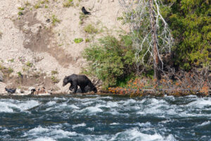 Grizzly, Yellowstone NP