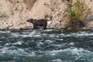 Grizzly, Yellowstone NP