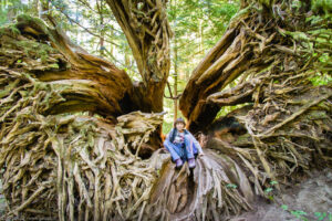 Cathedral Grove, MacMillan Provincial Park