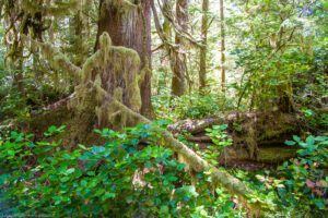 Maquinna Provincial Park