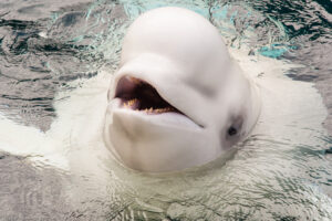 Il beluga è un cetaceo bianco molto socievole della famiglia dei Monodontidi