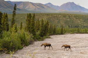 Denali Nationa Park. L'alce è il più grande cervide esistente.