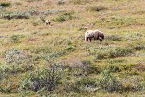 Grizzly, Denali Nationa Park