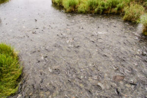 Da maggio a settembre i fiumi dell’Alaska diventano teatro della incredibile migrazione di migliaia di salmoni che risalgono la corrente per deporre le uova