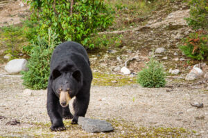 L'orso nero o baribal è l'orso più comune in America del Nord