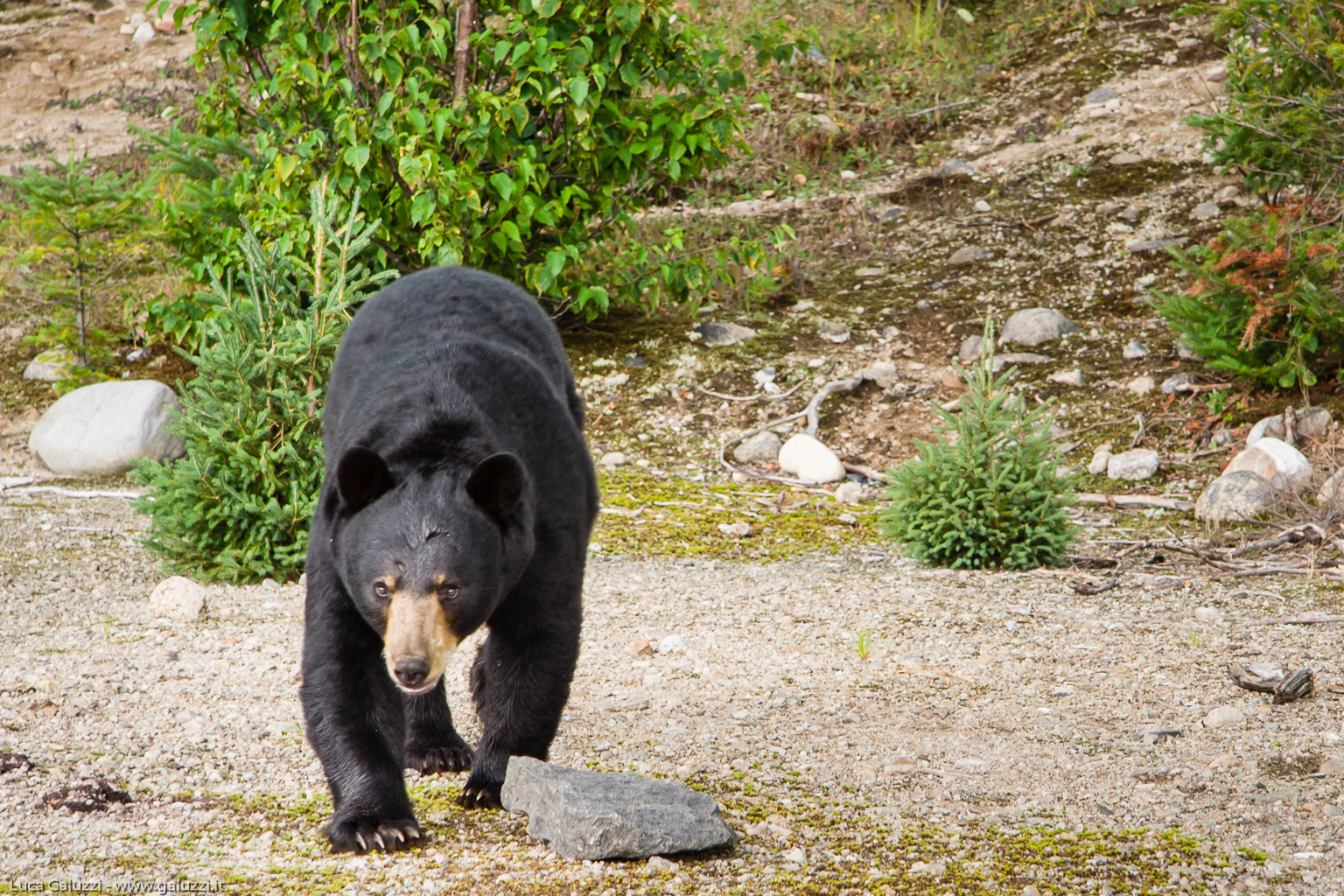 L'orso nero o baribal è l'orso più comune in America del Nord
