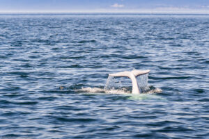 I beluga sono molto giocosi e possono spruzzare gli uomini o gli altri cetacei. Se tenuti in cattività, non è insolito venire colpiti da uno dei loro spruzzi. I ricercatori credono che questo comportamento derivi dalla necessità di smuovere la sabbia dei fondali alla ricerca di crostacei.