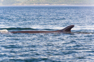 La balena megattera può raggiungere dimensioni che vanno dai 12 ai 16 m e può pesare fino a 30 000 kg