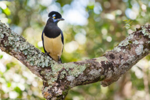 Il nome Iguazú viene dalle parole guaraní y (acque) e guasu (grandi). Una leggenda guaraní dice che un dio pretendeva sposare una bellissima ragazza chiamata Naipú, che però scappò con il suo amante mortale Caroba in canoa. Arrabbiato, il dio modificò il fiume creando le cascate, nelle quali Naipù cadde trasformandosi in roccia, mentre Caroba si trasformò in albero. Si narra che da questa posizione i due amanti continuino ad osservarsi.