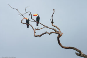 Il tucano toco è il più grande fra le 11 specie di tucani. Misura 53-60 centimetri di cui ben 19 spettano al becco; il peso si aggira sui 550 grammi.