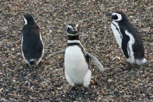 Uno strato d´aria è trattenuto all´interno del liscio piumaggio, assicurando una buona galleggiabilità e aria aiuta anche a isolare i pinguini in acque fredde.