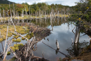 Parco Nazionale Terra del Fuoco