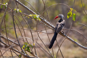 Southern Yellow-billed Hornbill