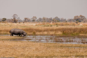 Moremi Hippo