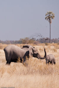 Elephant Bath