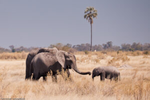 Elephant Family