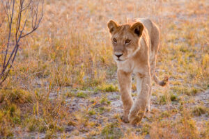 Lion Cub