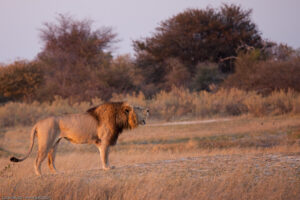 Lion Roar