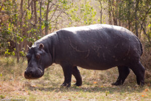 Hippo Visit