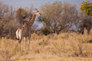 Moremi Giraffe