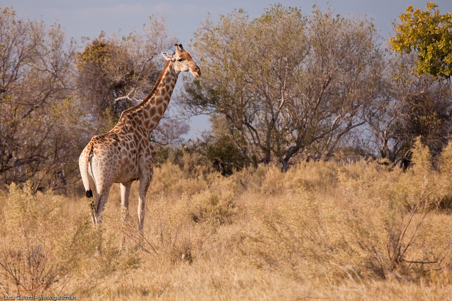 Moremi Giraffe