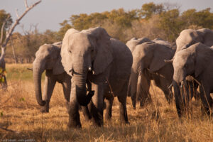 Moremi Elephants