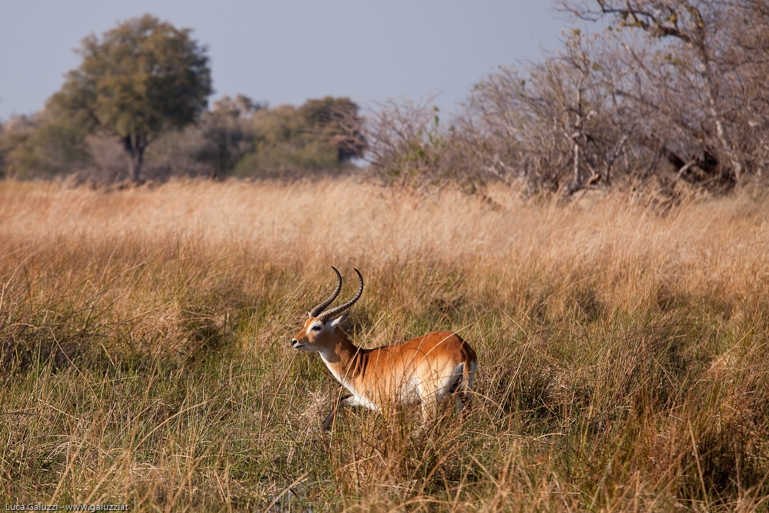 Red Lechwe