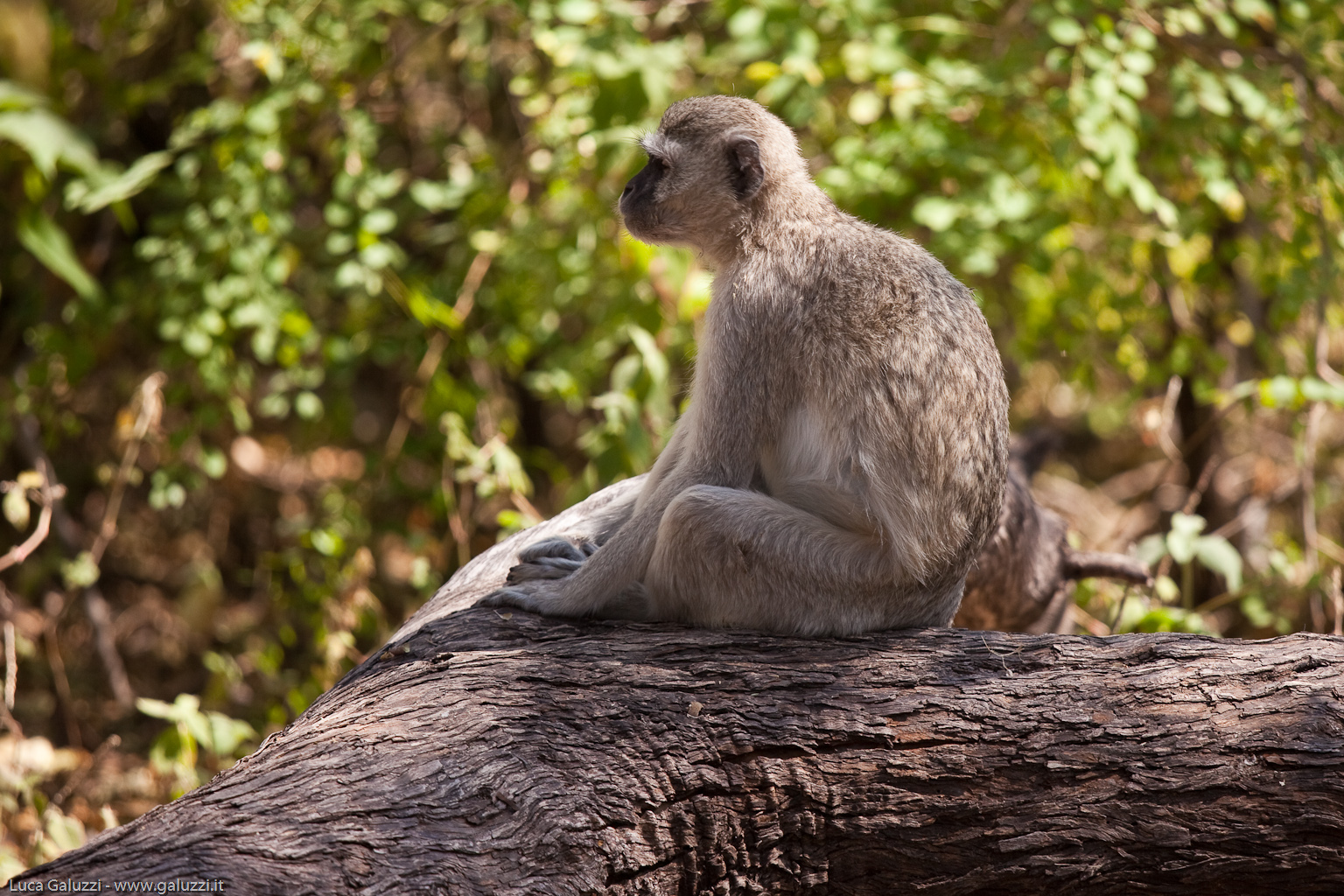 Moremi Vervet Monkey