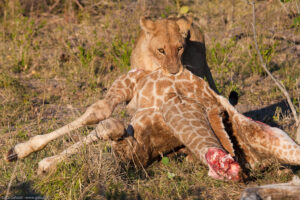 Lioness eating Giraffe