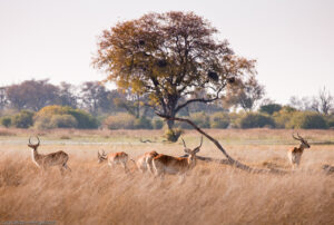 Posing Impalas