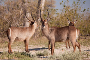 Moremi Waterbucks