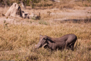 Pumbaa the Warthog