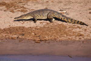 Chobe Crocodile