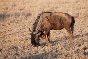 Khama "Rhino" Wildebeest