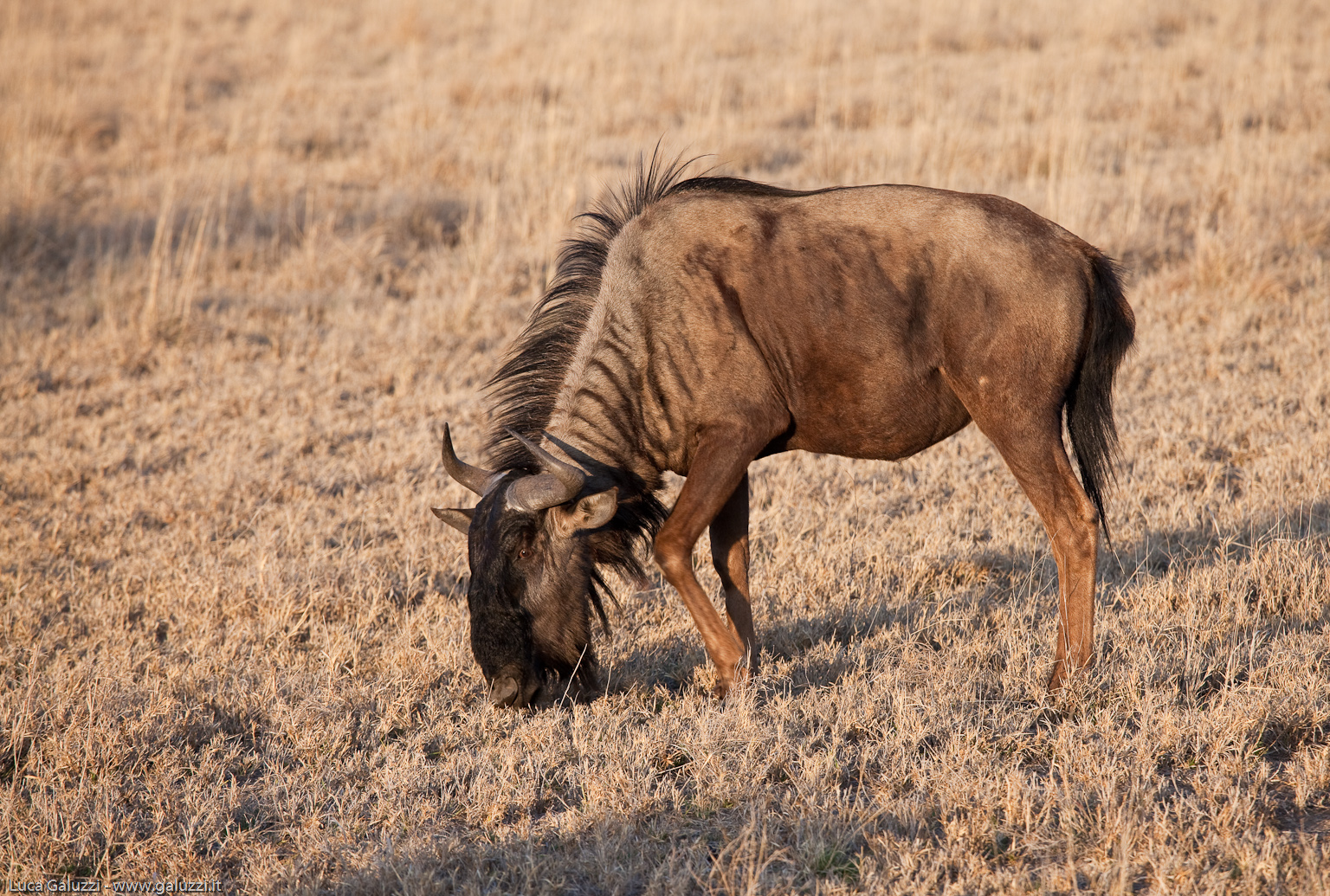 Khama "Rhino" Wildebeest
