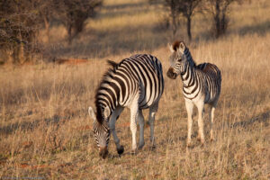 Khama "Rhino" Zebras