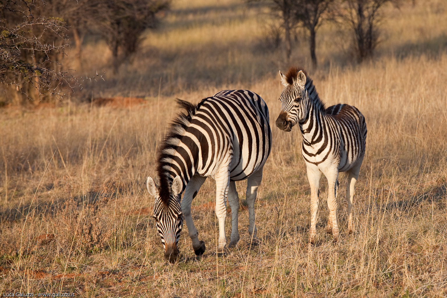 Khama "Rhino" Zebras