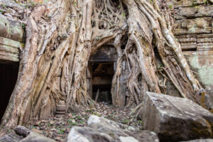 Ta Prohm. Sulla stele del tempio viene indicato che il sito era abitato da più di 12.000 persone, fino ad arrivare a 80.000 persone se si considerano coloro che abitavano nei villaggi circostanti