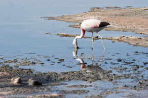 Fenicottero Andino nel Salar de Atacama, Cile