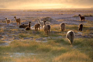 Lama al tramonto nei pressi di San Pedro de Atacama